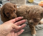 Small Photo #4 Maltipoo Puppy For Sale in ATLANTA, GA, USA