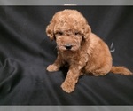 Small #3 Goldendoodle