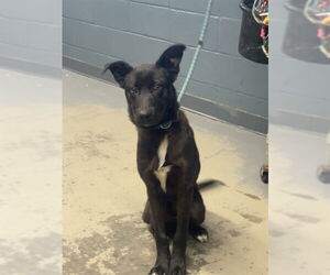 German Shepherd Dog-Unknown Mix Dogs for adoption in Tallahassee, FL, USA