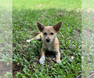 Cairn Terrier-Unknown Mix Dogs for adoption in Arcadia, FL, USA