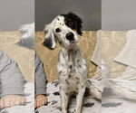 Small English Setter-Pointer Mix