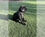 Small Photo #2 Cane Corso Puppy For Sale in QUEEN CREEK, AZ, USA
