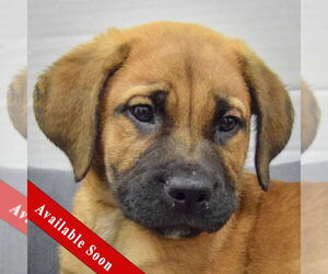 Mastiff-Unknown Mix Dogs for adoption in Huntley, IL, USA