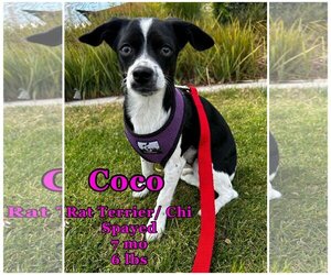 Rat-Cha Dogs for adoption in Lake Elsinore, CA, USA