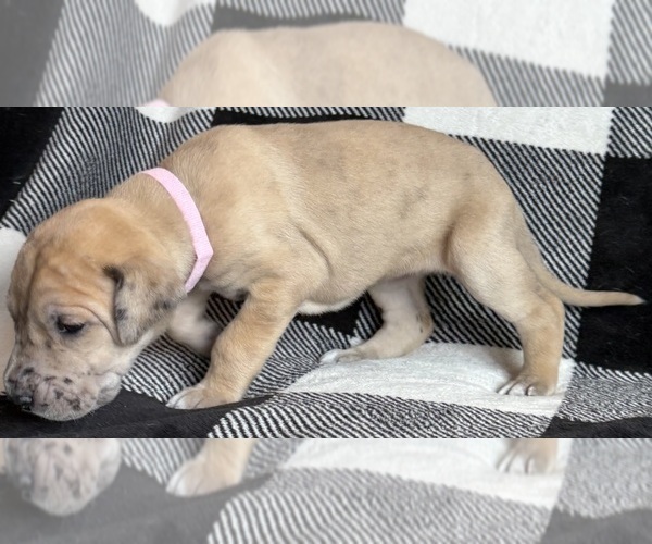 Medium Photo #5 Great Dane Puppy For Sale in GALLOWAY, OH, USA