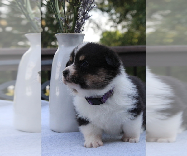 Medium Photo #4 Pembroke Welsh Corgi Puppy For Sale in FAIR GROVE, MO, USA