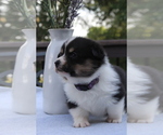Small #3 Pembroke Welsh Corgi