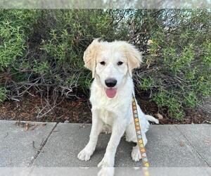 Great Pyrenees Dogs for adoption in Santa Rosa, CA, USA