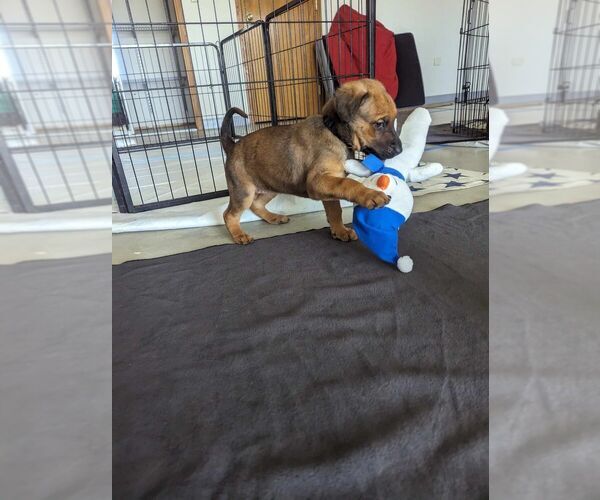 Medium Photo #2 Doberman Pinscher-Unknown Mix Puppy For Sale in Imlay City, MI, USA