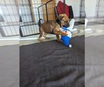 Small #1 Doberman Pinscher Mix