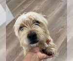 Small #3 Mutt