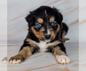 Australian Shepherd Puppy for sale in SOUTH HILL, VA, USA