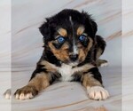 Image preview for Ad Listing. Nickname: Quinns Pups