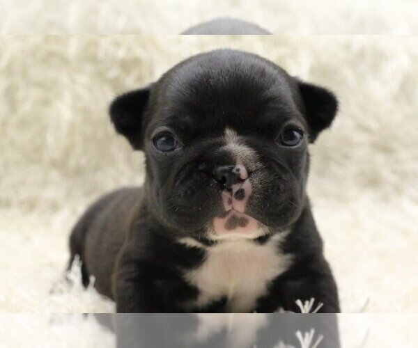 Medium Photo #1 French Bulldog Puppy For Sale in OLD WESTBURY, NY, USA