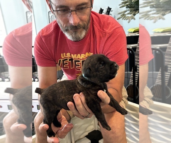 Medium Photo #19 Cane Corso Puppy For Sale in REEVESVILLE, SC, USA