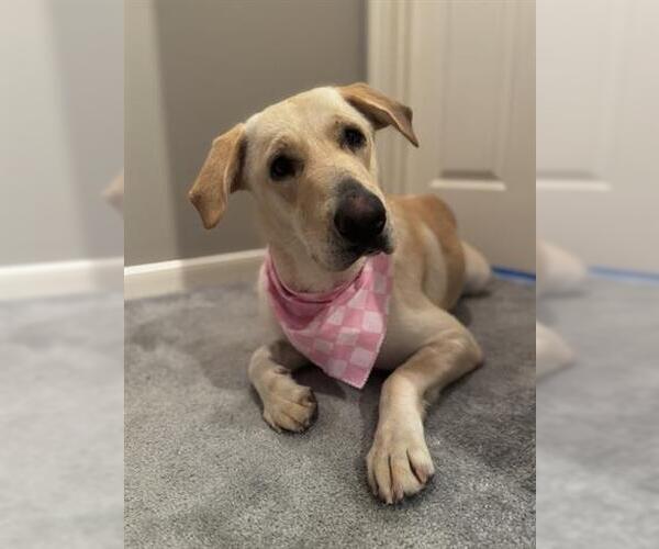 Medium Photo #3 Labrador Retriever-Unknown Mix Puppy For Sale in Houston, TX, USA
