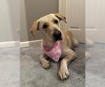 Small #2 Labrador Retriever Mix