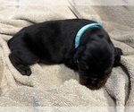Small #2 Doberman Pinscher