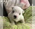 Small #1 West Highland White Terrier