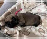 Puppy AKC Princess Pug