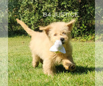 Puppy Justice Goldendoodle (Miniature)