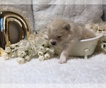 Small Photo #2 Pomeranian Puppy For Sale in REDDING, CA, USA