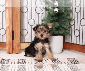 Yorkshire Terrier Puppy for sale in NAPLES, FL, USA