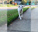 Small #26 Boxer Mix