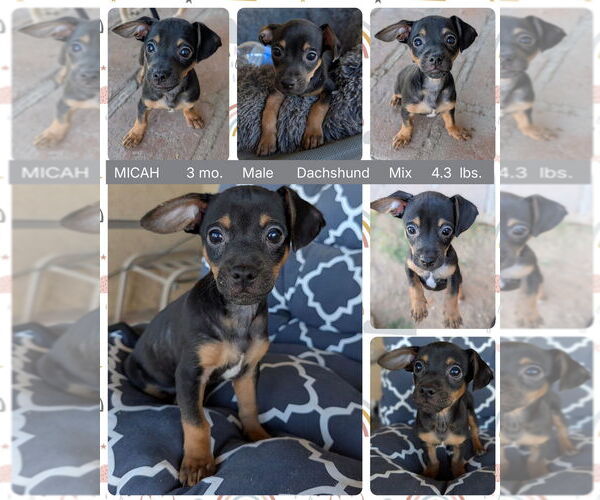 Medium Photo #1 Dachshund-Unknown Mix Puppy For Sale in Mesa, AZ, USA