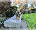 Small #57 Pomeranian