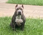 Small Photo #16 American Bully Puppy For Sale in OCALA, FL, USA