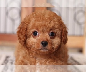 Cavapoo Puppy for sale in NAPLES, FL, USA