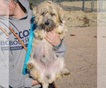 Small #3 Lhasa Apso-Wheaten Terrier Mix