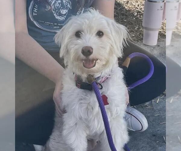 Medium Photo #18 Cockapoo (Miniature) Puppy For Sale in San Diego, CA, USA