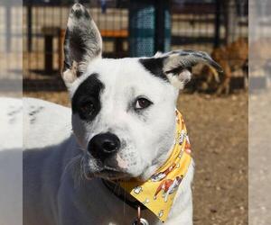 American Staffordshire Terrier-Unknown Mix Dogs for adoption in San Antonio, TX, USA