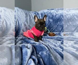 French Bulldog Puppy for sale in BOSTON, MA, USA