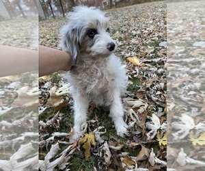 Miniature Bernedoodle Puppy for sale in CANTON, MI, USA