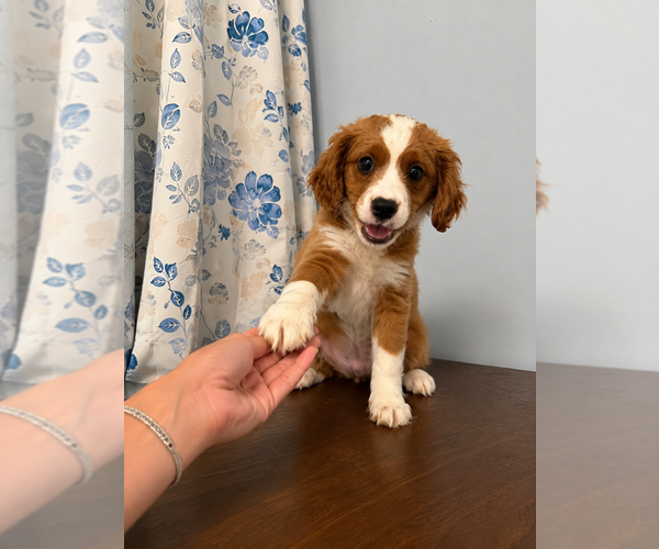 Medium Photo #5 Cavapoo (Miniature) Puppy For Sale in DURHAM, CT, USA