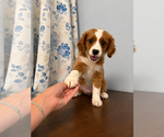 Small #4 Cavapoo (Miniature)