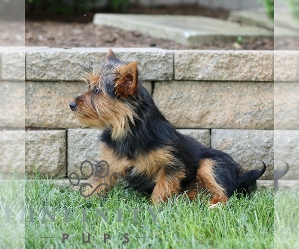 Medium Photo #2 Yorkshire Terrier Puppy For Sale in BIRD IN HAND, PA, USA