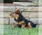 Small #1 Yorkshire Terrier