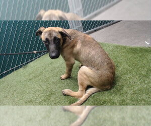 German Shepherd Dog Dogs for adoption in Downey, CA, USA