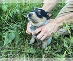 Small Australian Cattle Dog