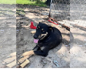 Howard - Male Siberian Husky-Unknown Mix Dog for Adoption - Photo #2