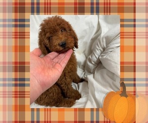 Goldendoodle (Miniature) Puppy for sale in LOS ANGELES, CA, USA