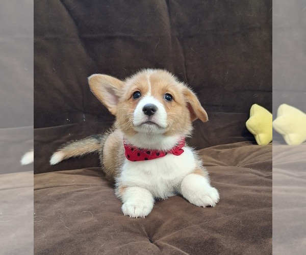 Medium Photo #10 Pembroke Welsh Corgi Puppy For Sale in ARROYO GRANDE, CA, USA