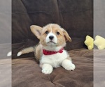 Small #9 Pembroke Welsh Corgi