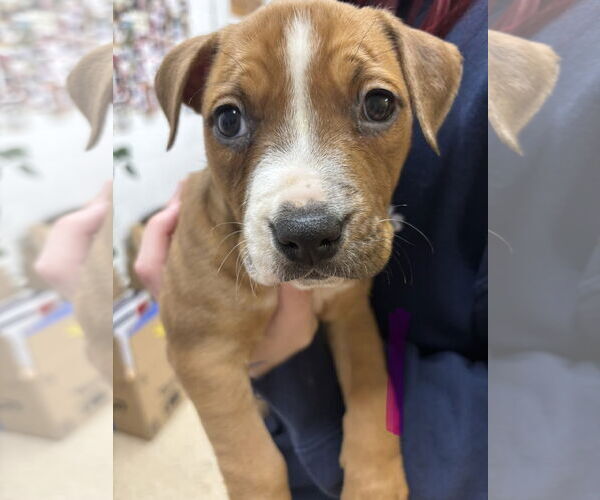 Medium Photo #1 Boxador Puppy For Sale in York, SC, USA