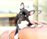Small Photo #6 Faux Frenchbo Bulldog Puppy For Sale in Corona, CA, USA