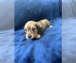 Small #21 Dachshund